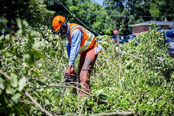 Emergency tree service in Gaithersburg, MD