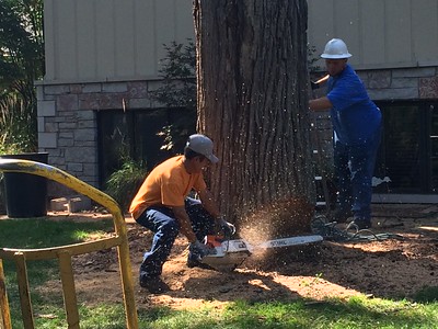 Tree Removal in Gaithersburg MD