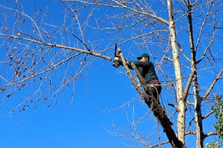 Tree Trimming in Gaithersburg MD